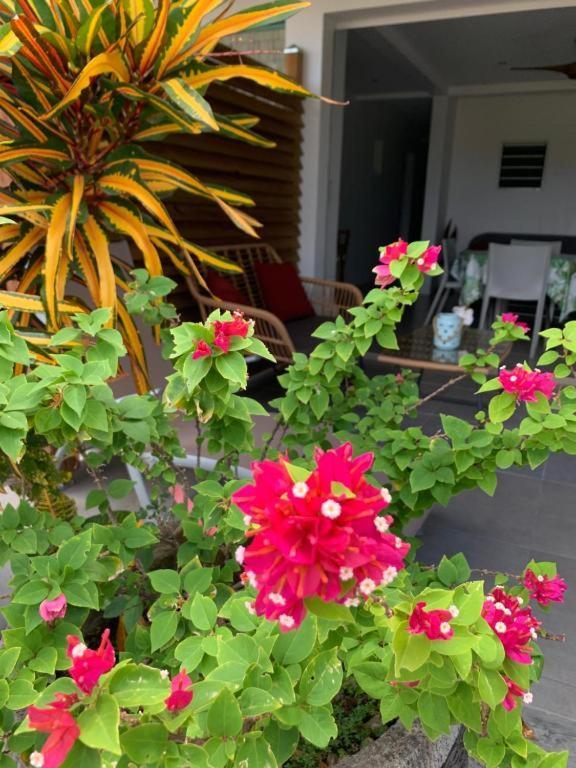 Le Tropical Appartement 1 Ou 2 Chambres Les Anses-d'Arlets Esterno foto